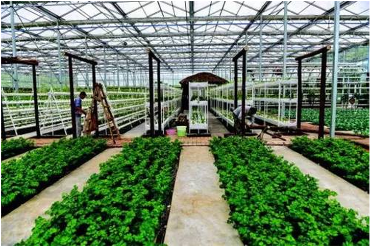 巴中农业订单种植项目_农业创业项目_现代农业项目