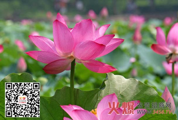 农业大数据_大数据农业概念股龙头_大数据——大价值、大机遇、大变革（全彩）