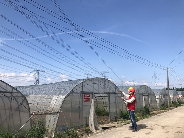 国网上海松江供电公司运维人员正在输电线路走廊下检查蔬菜大棚薄膜是否捆扎牢固，避免被大风吹起碰线。1.jpg
