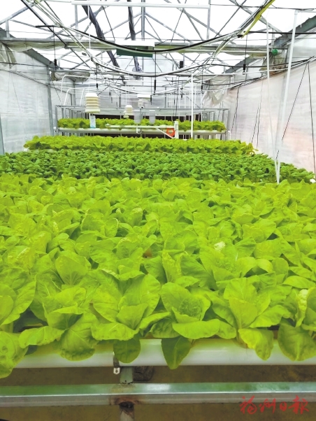 农业好项目_镇宁县立秋坡农业有限公司油茶种植项目,下载_现代农业项目