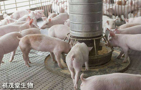 智能养猪管理系统_楼宇自控系统智慧养猪_智能楼房养猪